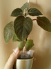 16 iunie 2012-flori 033