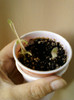 16 iunie 2012-flori 038