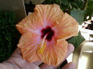 hibi holliday yellow