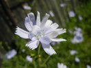 Cichorium intybus (2012, June 13)