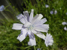 Cichorium intybus (2012, June 13)