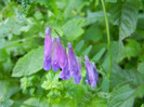 Winter Vetch (2012, June 13)