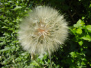 Tragopogon dubius (2012, June 13)