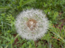 Dandelion (2012, June 14)