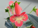Kohleria Lima (GS)