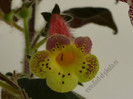 Kohleria Viktoria (GS)