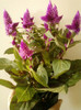 16 iunie 2012-flori 042