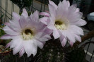eyresii (foto Gino) - flori