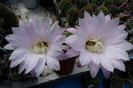 E. floare roz (foto Gino) - 02.06