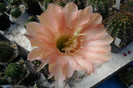E. flor salmon ( foto Gino) - floare