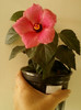 17 iunie 2012-flori 001