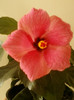 17 iunie 2012-flori 005