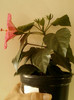 17 iunie 2012-flori 003