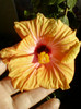 17 iunie 2012-flori 011