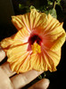 hibi holliday yellow