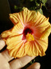 17 iunie 2012-flori 015