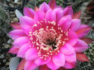 Oracle (Canon) - floare 01.06