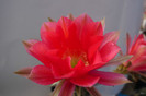 Siren (foto Gino) - floare
