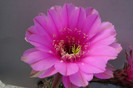 Syncopation ( foto Gino) - floare