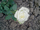 Picture 022