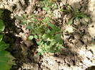 Picture 036