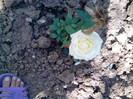 Picture 037