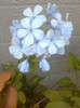 plumbago blou