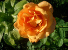 CIMG5858