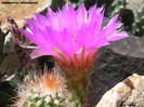 Echinocereus reichenbachii