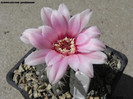 Gymnocalycium quehlianum