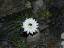 Echinopsis imperialis