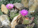 Echinocereus  reichenbachii