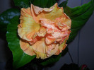 Hibiscus Flamebal