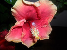 Hibiscus June's Dragon