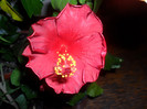 Hibiscus Bordo