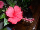 Hibiscus Surinam