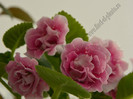 Gloxinia