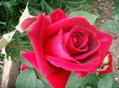 SANY9984