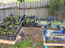 IMG00562