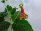 Kohleria Ingrid