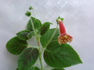 Kohleria Ingrid