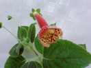 Kohleria Ingrid