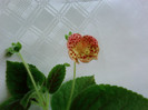 Kohleria Ingrid