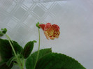 Kohleria Ingrid