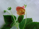 Kohleria Ingrid