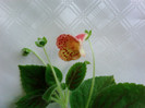 Kohleria Ingrid