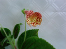Kohleria Ingrid