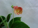 Kohleria Ingrid