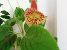 Kohleria Ingrid