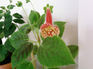 Kohleria Ingrid